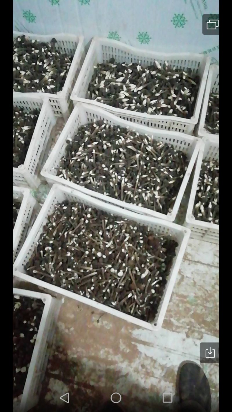鸡枞菌