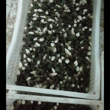 鸡枞菌