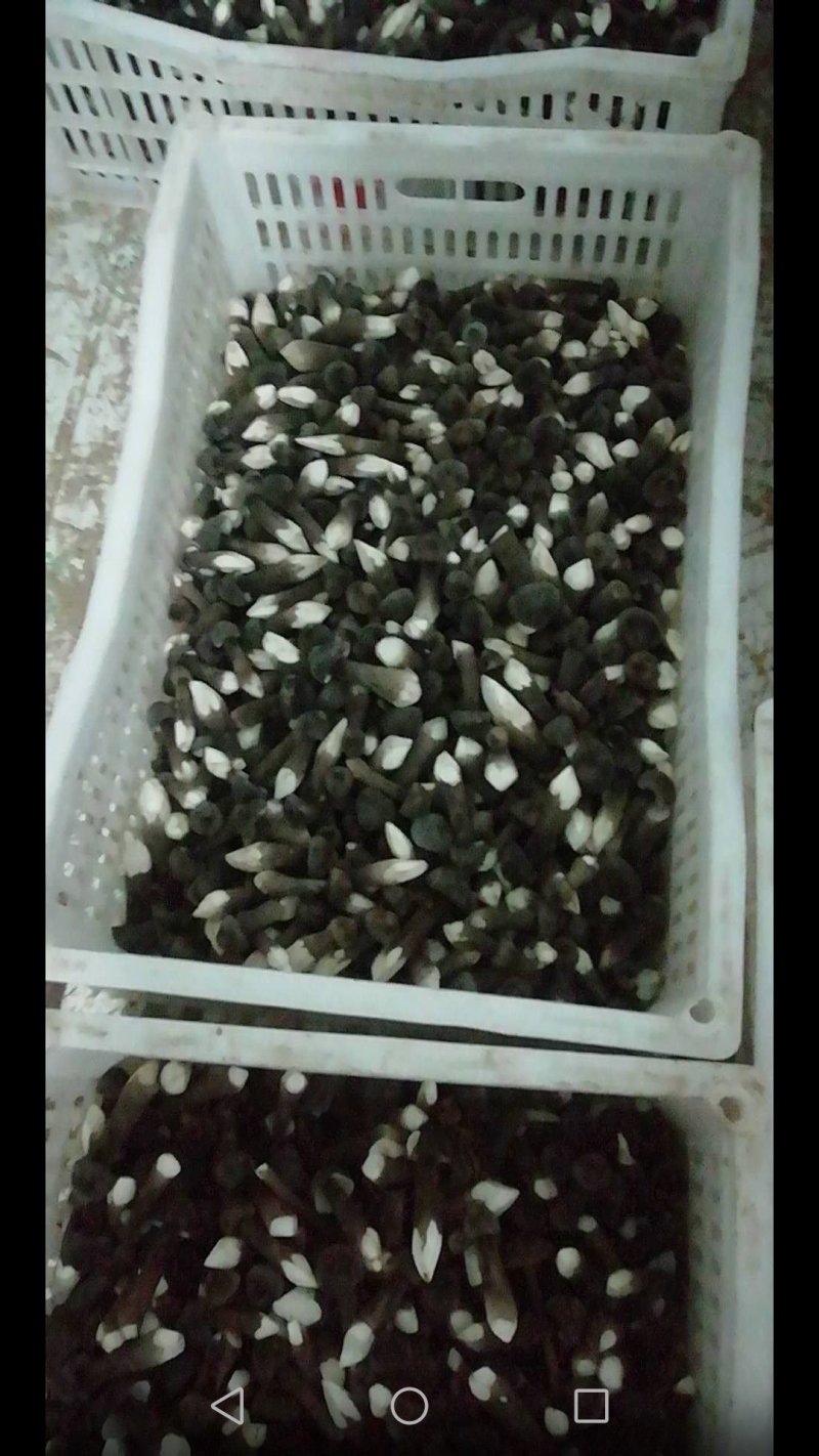 鸡枞菌
