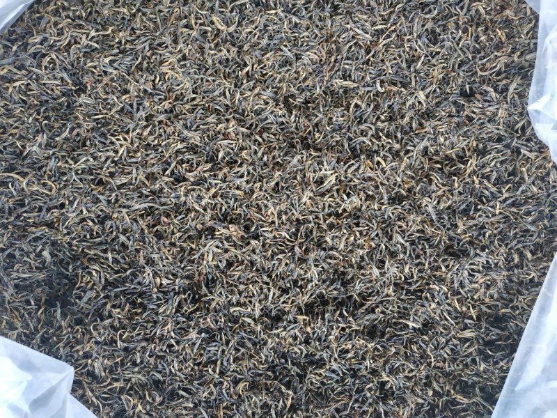 安溪高山野生单芽梅占金骏眉,2026明前茶高山手工功夫茶