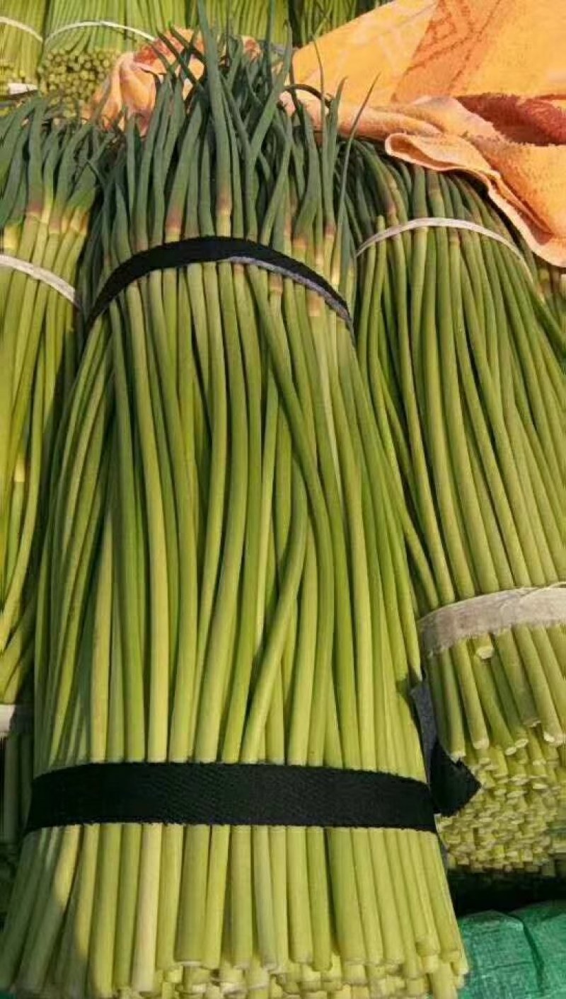 精品早熟蒜薹40~60cm大量上市，价1.4元。