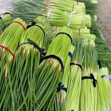 精品早熟蒜薹40~60cm大量上市，价1.4元。