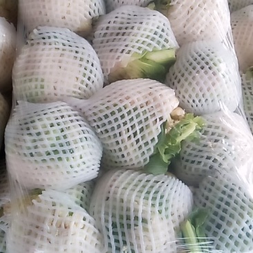 永年各种，各样，蔬菜水果都有。