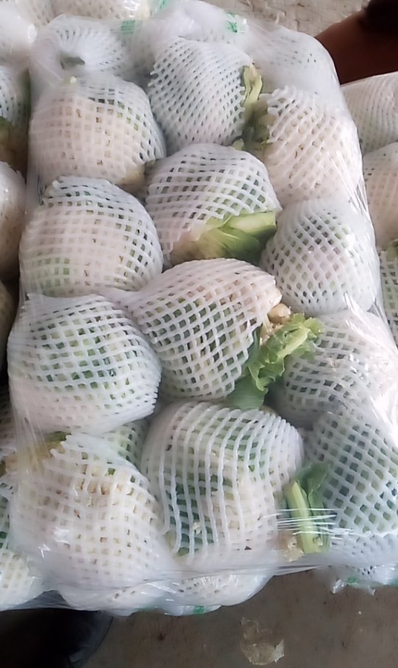 永年各种，各样，蔬菜水果都有。