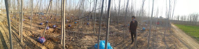 毛白杨1~12公分