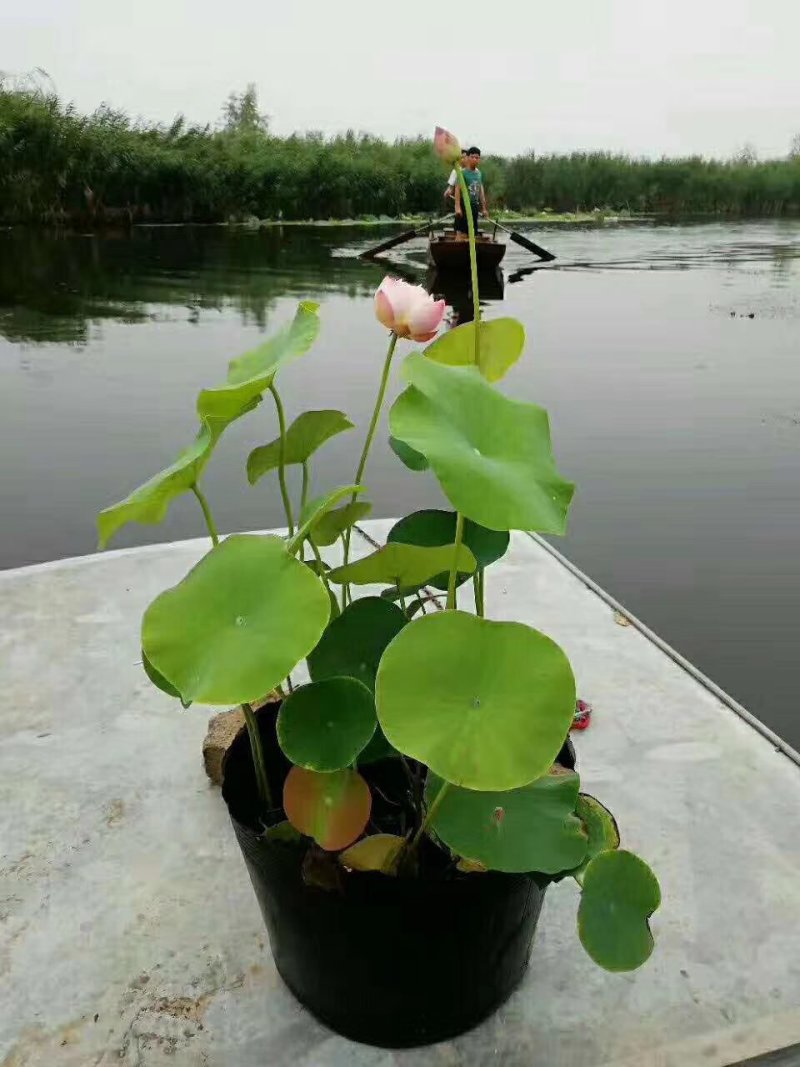 荷花，水藻类，河道改造，水质净化，
