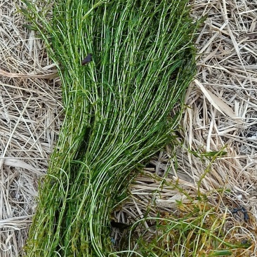 荷花，水藻类，河道改造，水质净化，