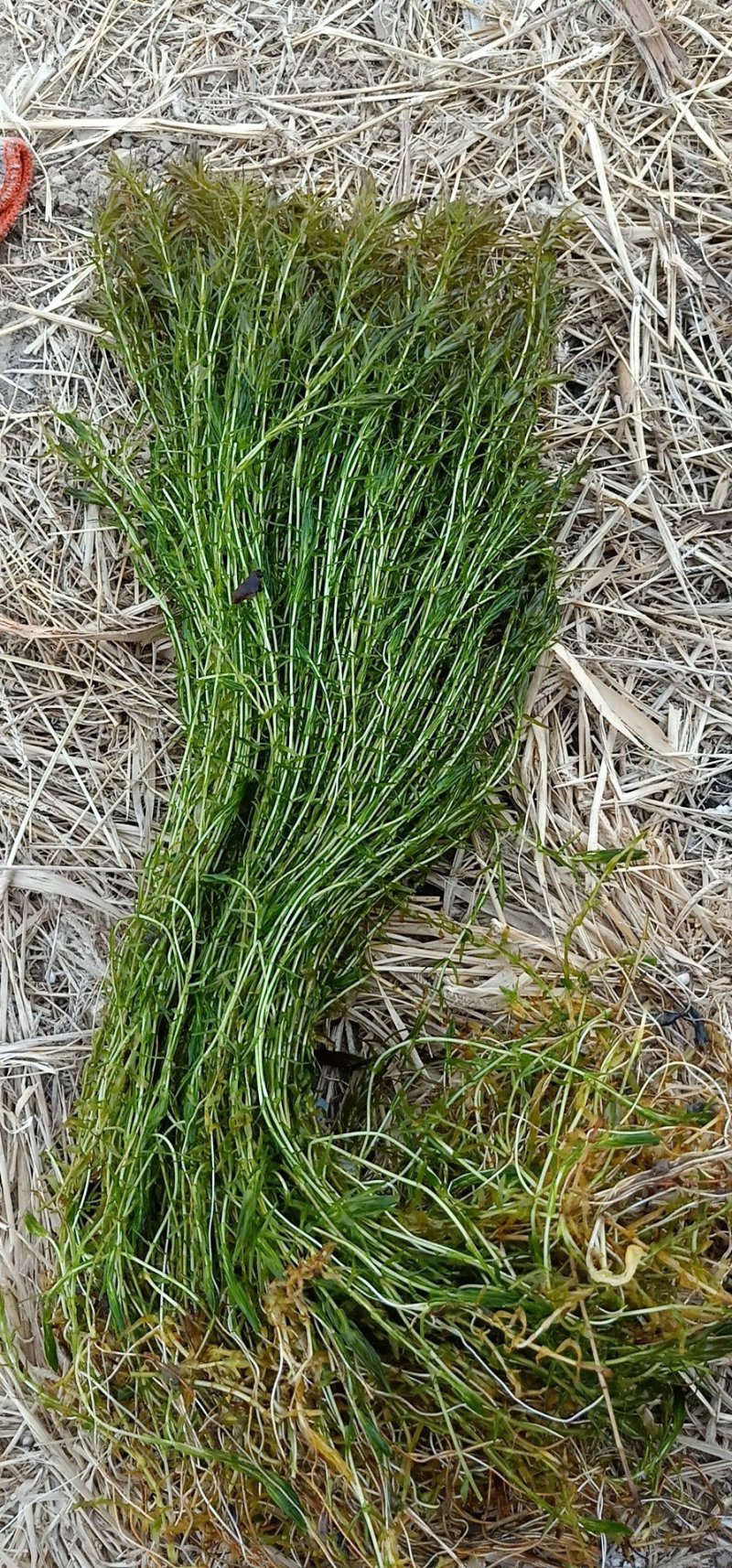 荷花，水藻类，河道改造，水质净化，