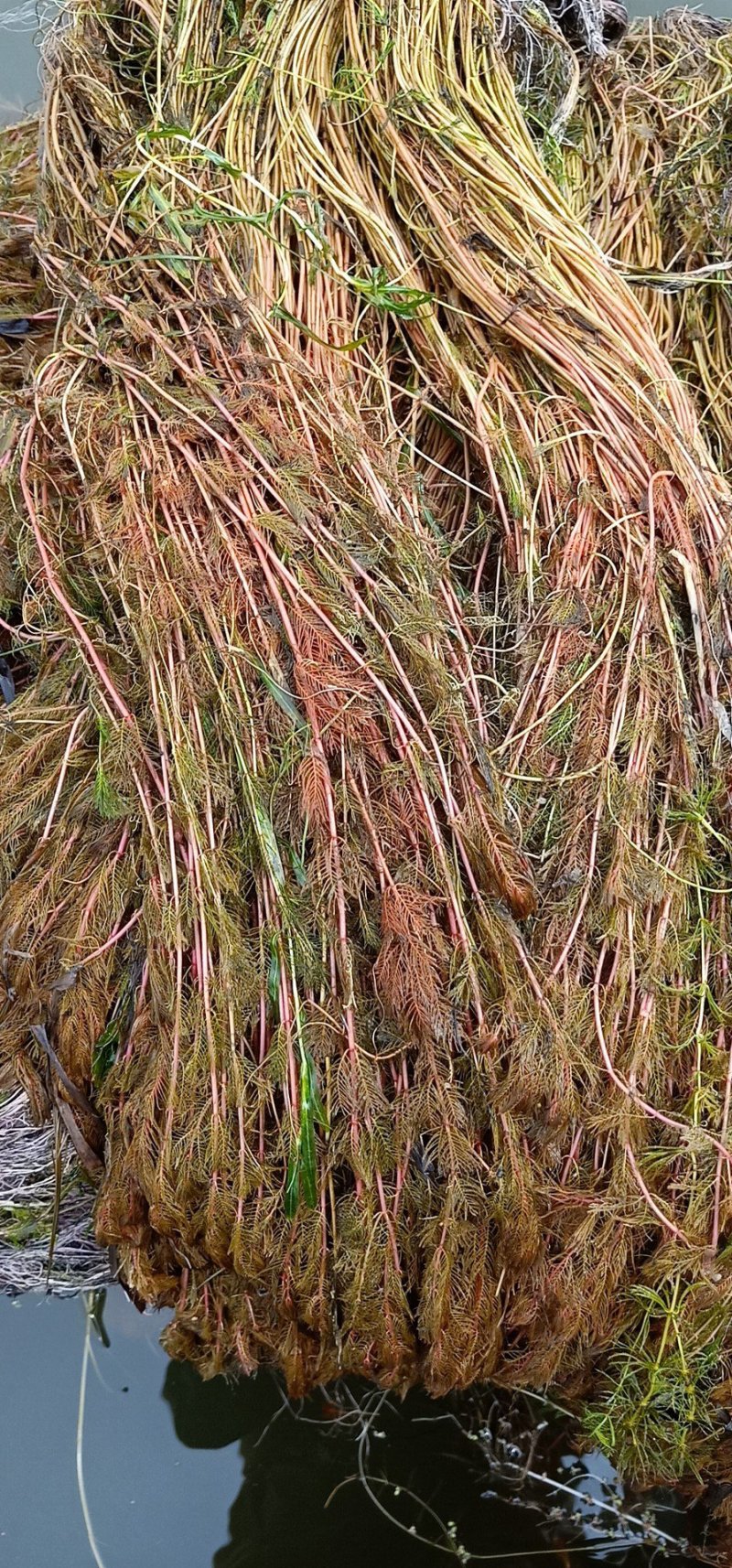 荷花，水藻类，河道改造，水质净化，