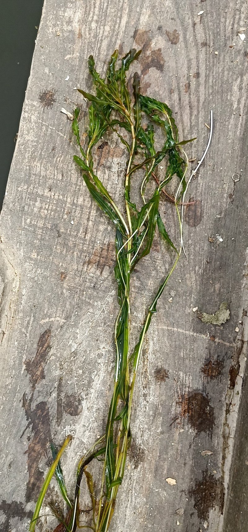 荷花，水藻类，河道改造，水质净化，
