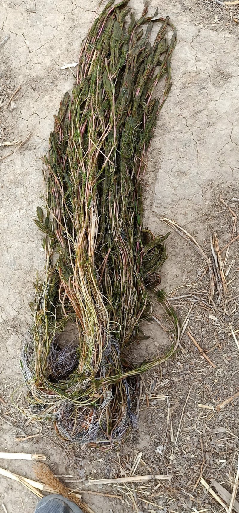 荷花，水藻类，河道改造，水质净化，