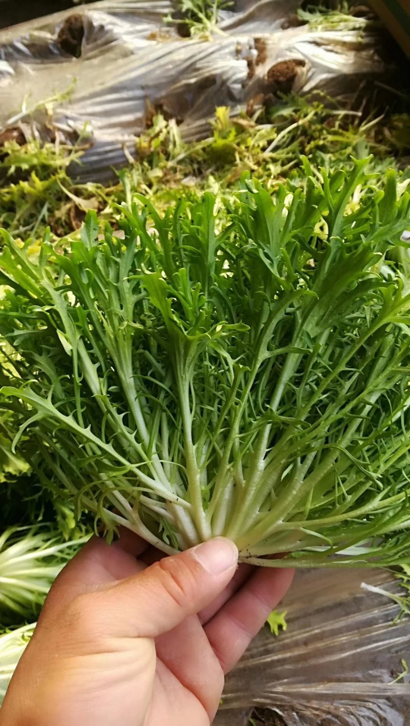 精品苦菊批发苦菊大量上市高端品质货量巨大日供万斤以上