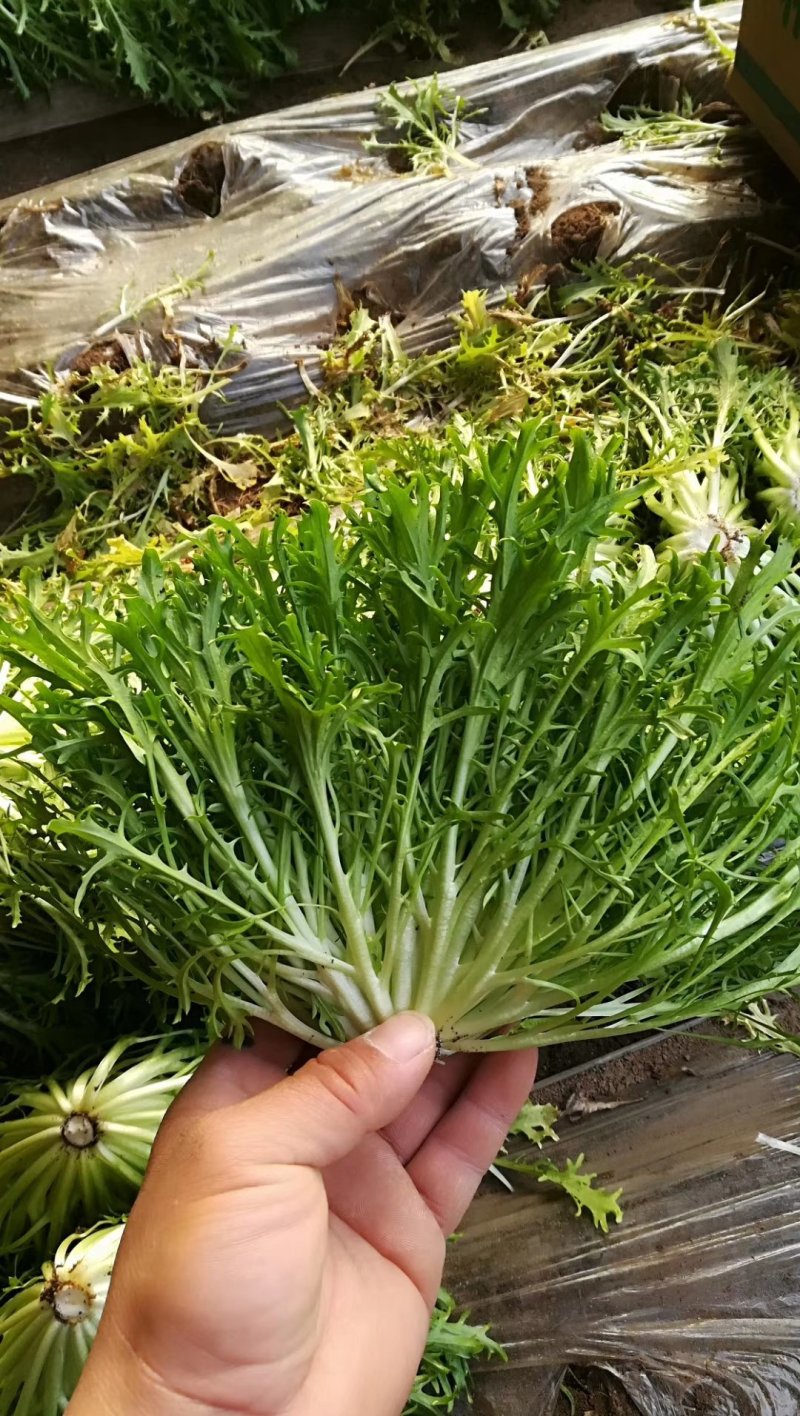 精品苦菊批发苦菊大量上市高端品质货量巨大日供万斤以上