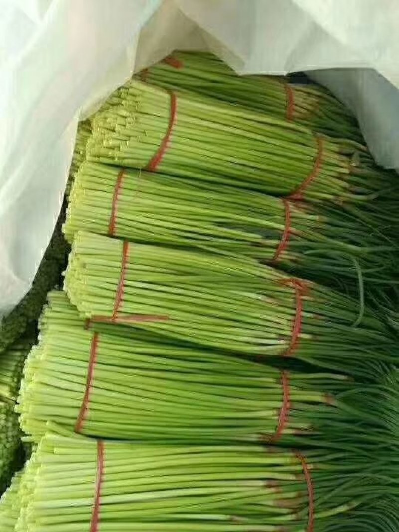 红帽蒜薹，蒜苔，干薹无水！适合存库，价格优惠，货源充足
