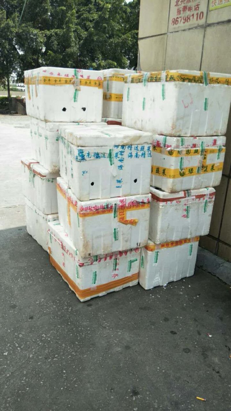 甲鱼苗大型养殖场低价提供优质种苗