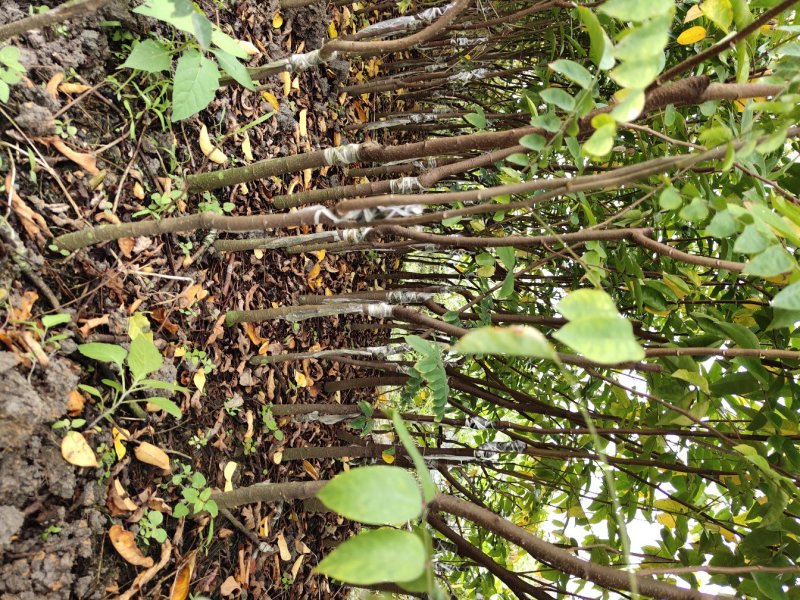【杨桃苗】四季甜杨桃苗易种植好管理欢迎采购
