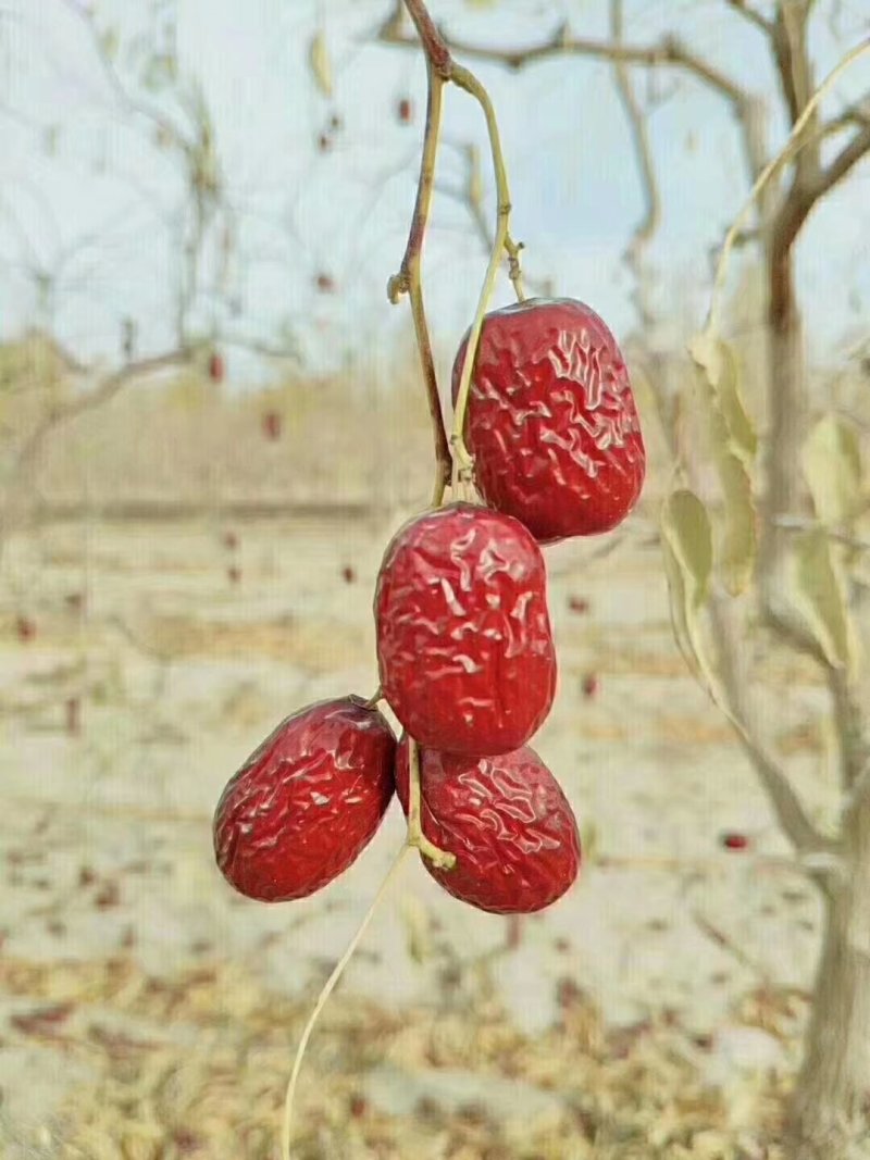 若羌红枣沙漠戈壁滩种植果肉瓷实细腻