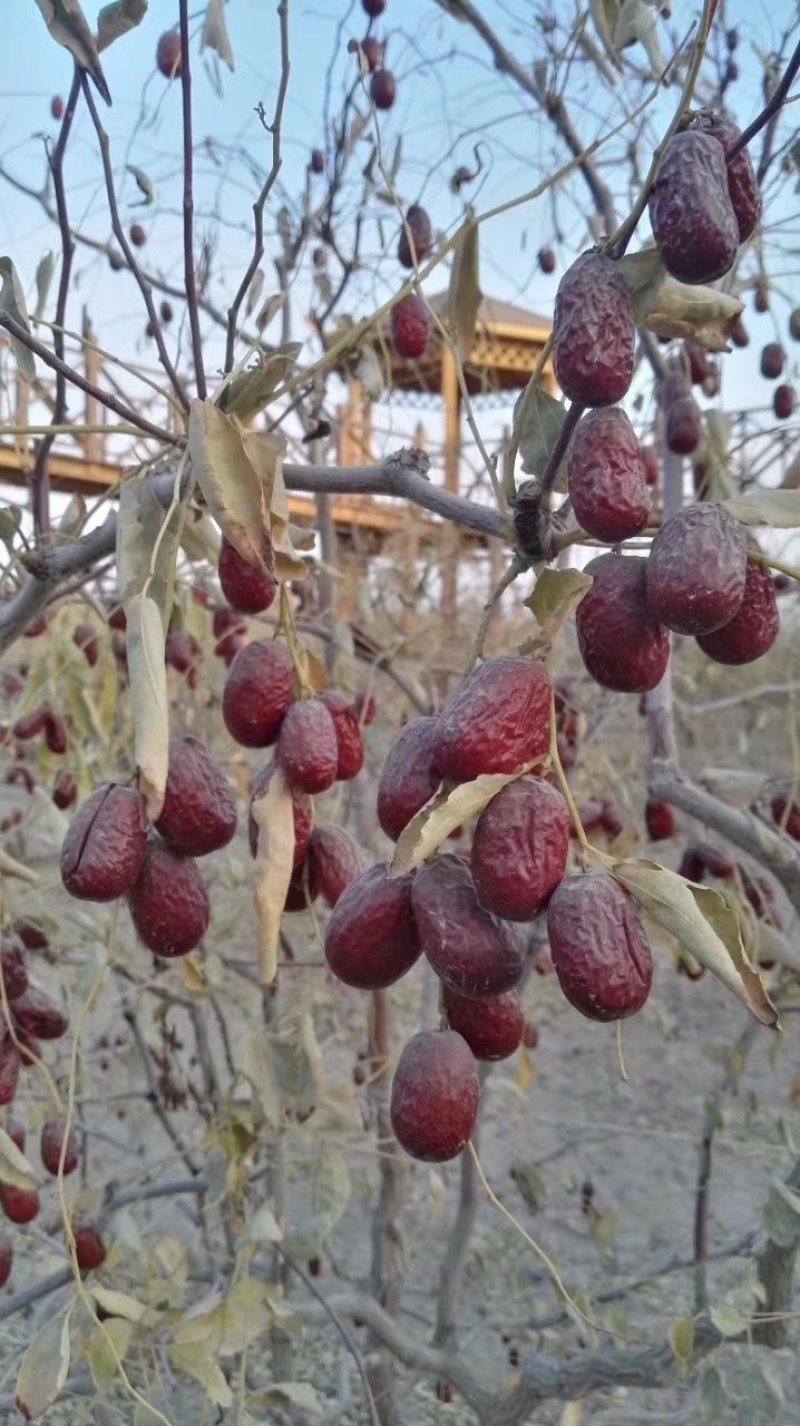 若羌红枣沙漠戈壁滩种植果肉瓷实细腻