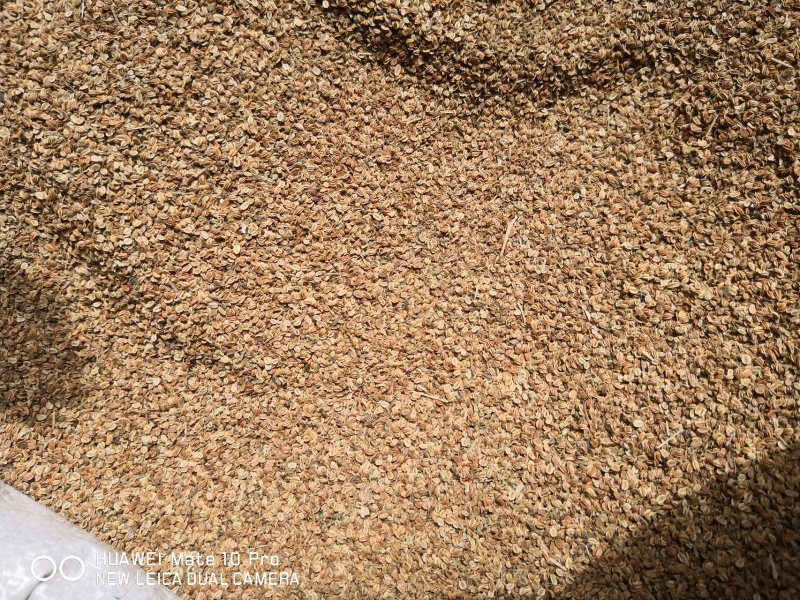 蛇床子中药材过筛选货干货量大从优