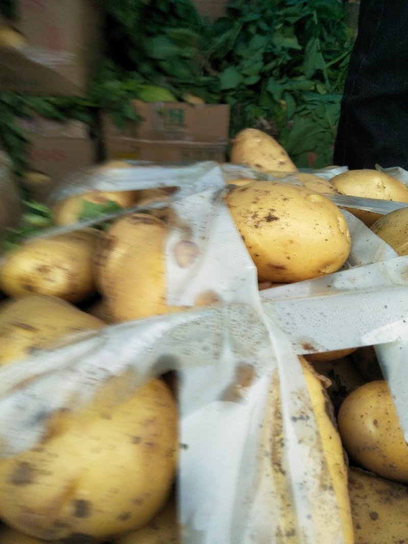 新土豆大棚的五一前后量大