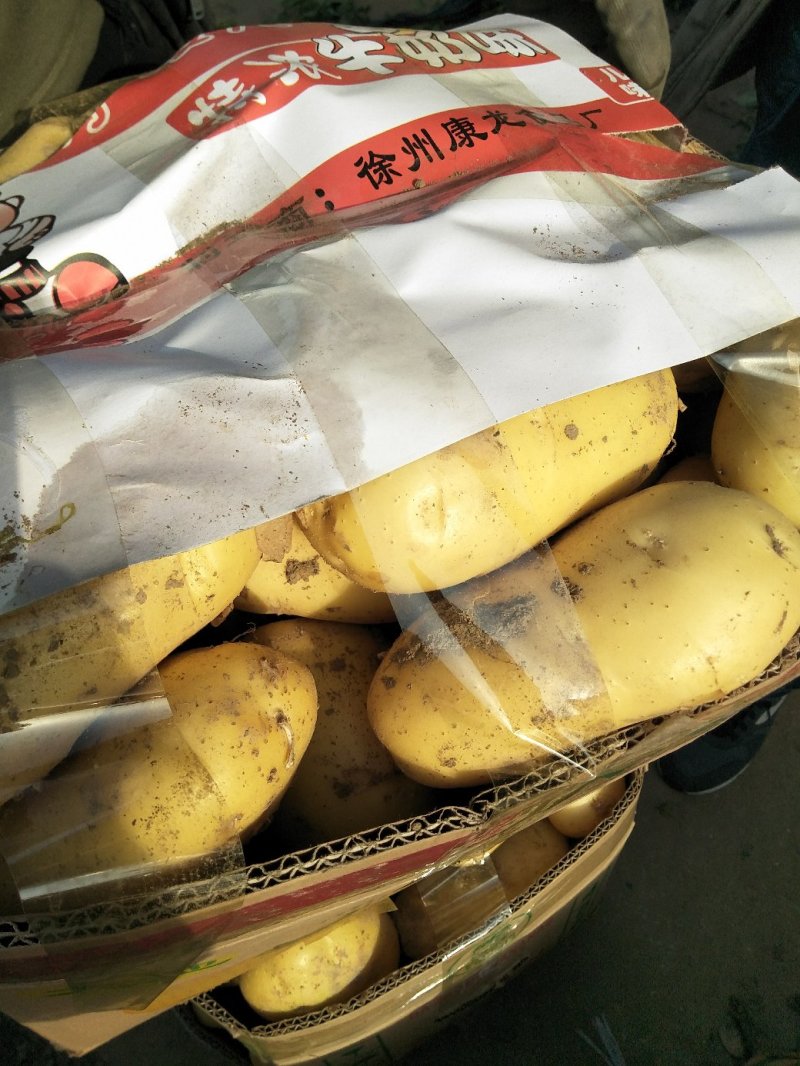 新土豆大棚的五一前后量大