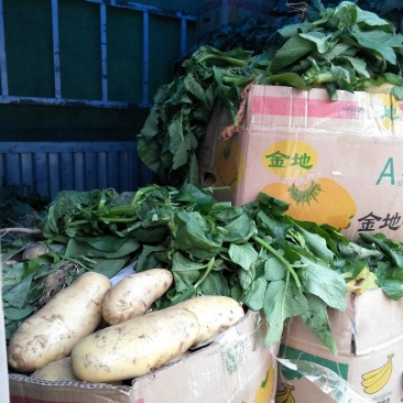 新土豆大棚的五一前后量大