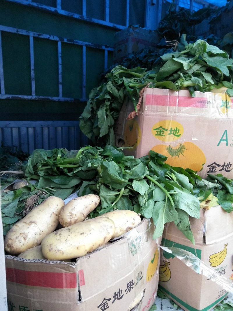 新土豆大棚的五一前后量大