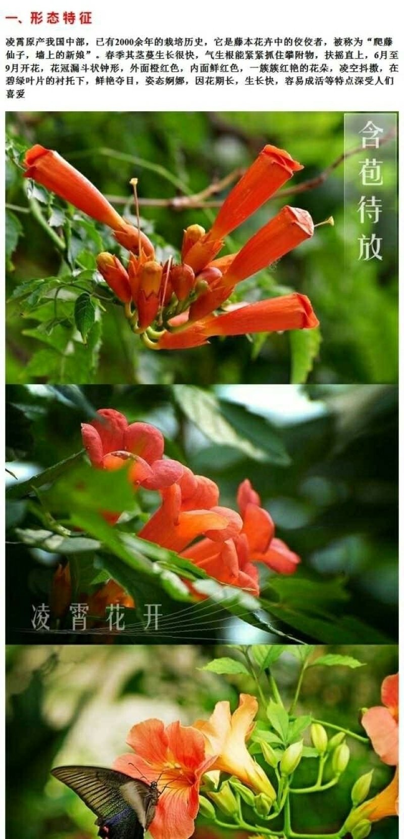 【当年开花】凌霄花苗盆栽爬藤爬墙老桩花卉耐寒攀爬庭院阳台