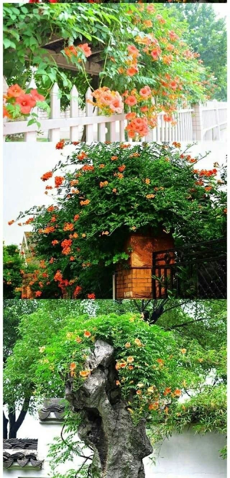 【当年开花】凌霄花苗盆栽爬藤爬墙老桩花卉耐寒攀爬庭院阳台