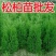松柏/塔柏及各种绿化苗木现货供应，苗优价低！