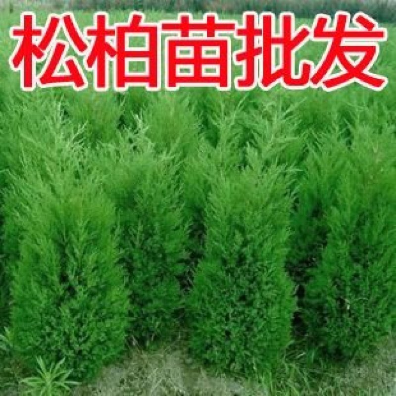 松柏/塔柏及各种绿化苗木现货供应，苗优价低！