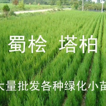 松柏/塔柏及各种绿化苗木现货供应，苗优价低！