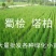 松柏/塔柏及各种绿化苗木现货供应，苗优价低！