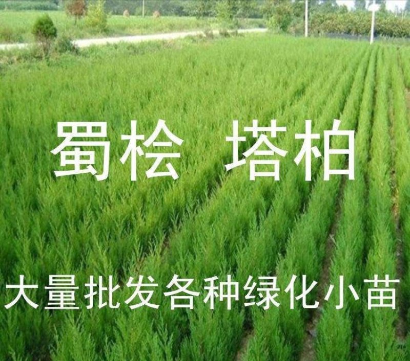 松柏/塔柏及各种绿化苗木现货供应，苗优价低！