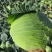 扁包菜1~2公斤