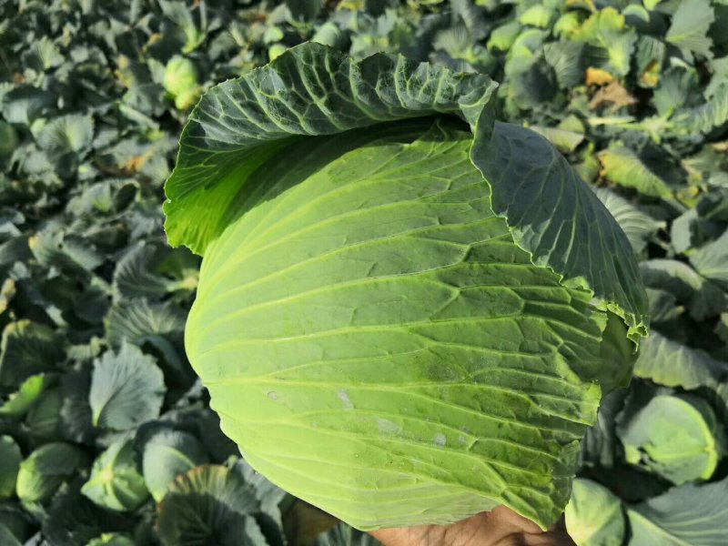 扁包菜1~2公斤