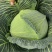 扁包菜1~2公斤