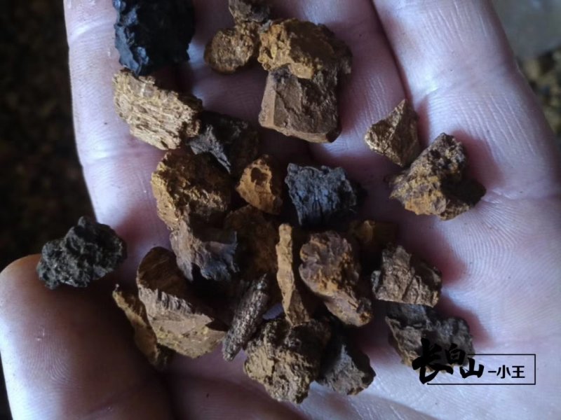 【荐】俄罗斯进口桦树茸长白山白桦茸桦树孔菌包邮
