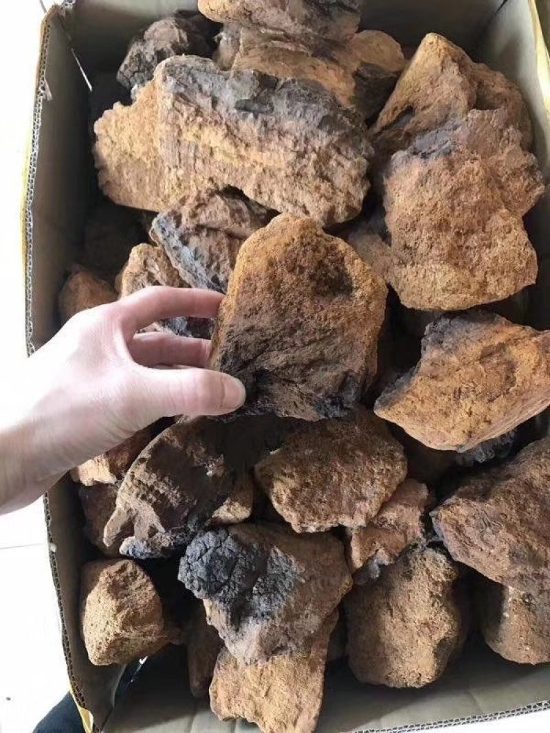【荐】俄罗斯进口桦树茸长白山白桦茸桦树孔菌包邮