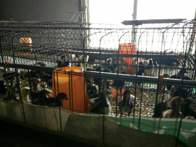 斗鸡，长年供应各类斗鸡