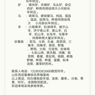斗鸡，长年供应各类斗鸡