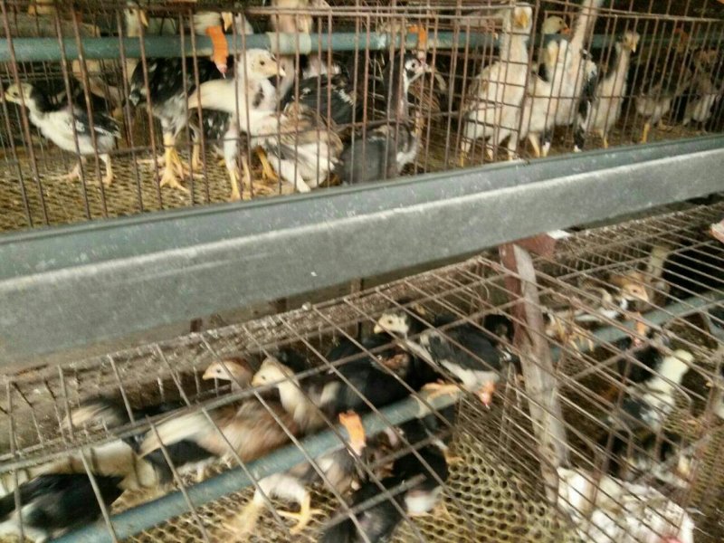斗鸡，长年供应各类斗鸡