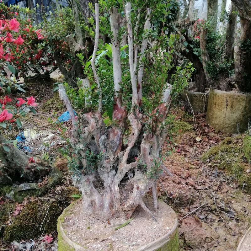 赤楠子