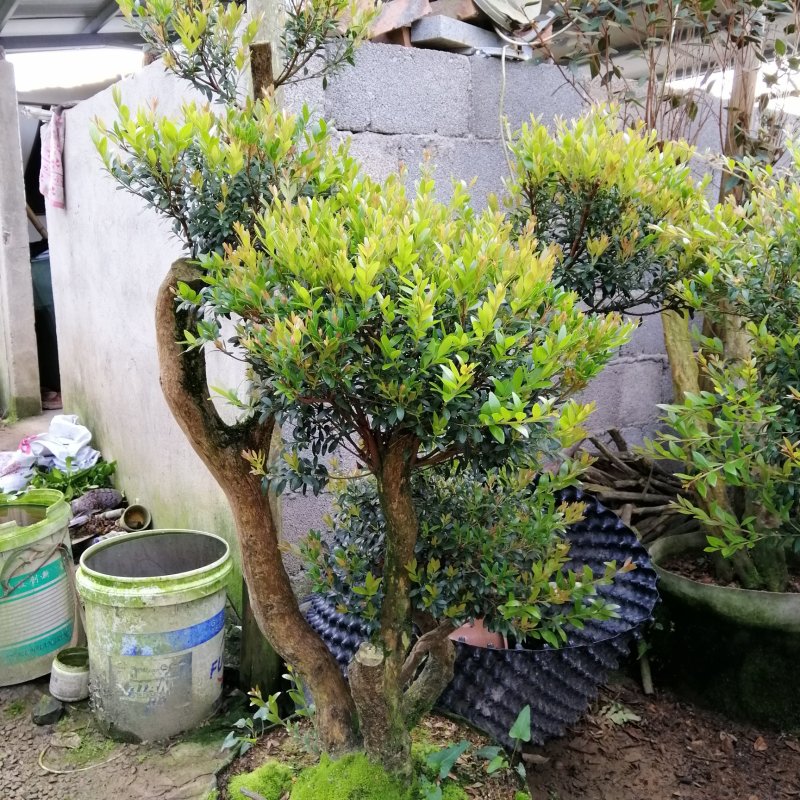 赤楠子