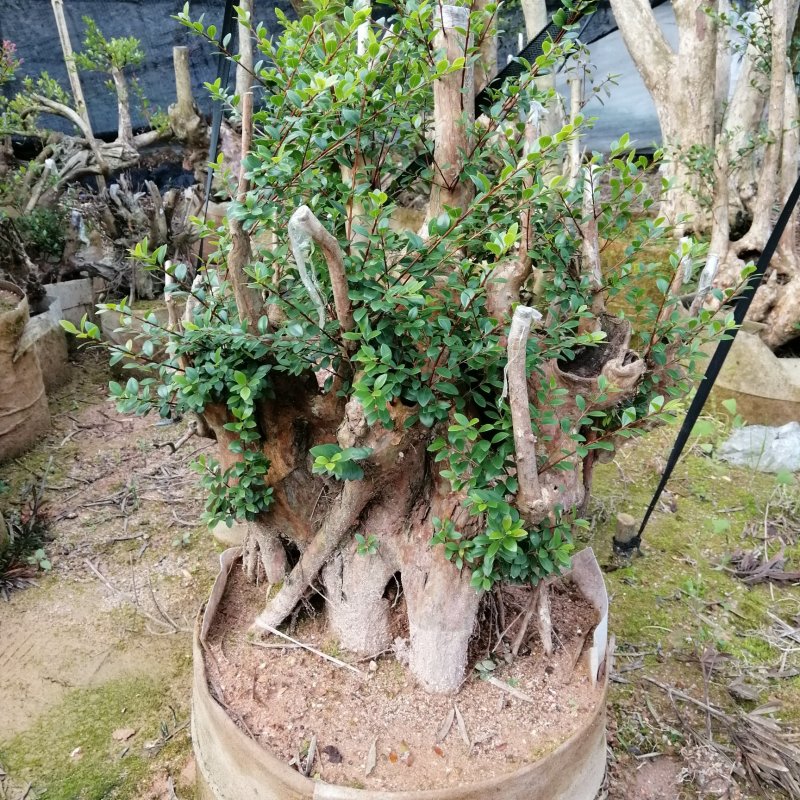 赤楠子