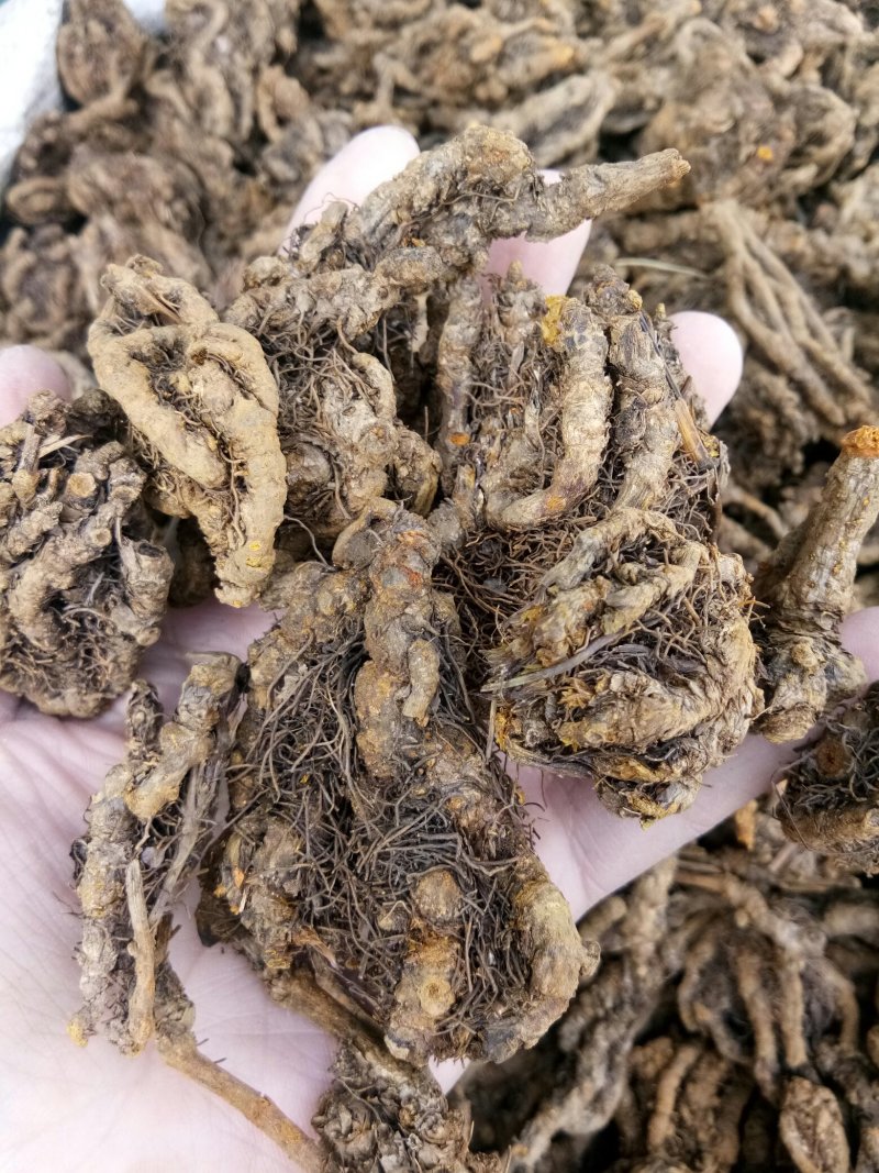 黄连四川无硫鸡爪~单枝~黄连片农产品