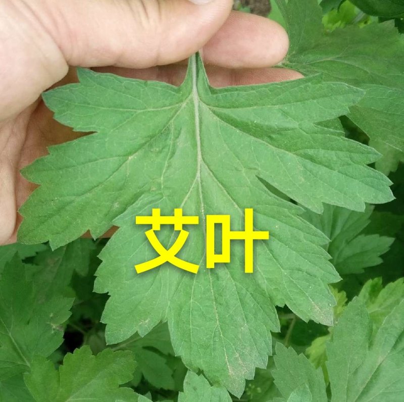 其它牧草—全叶艾叶粉
