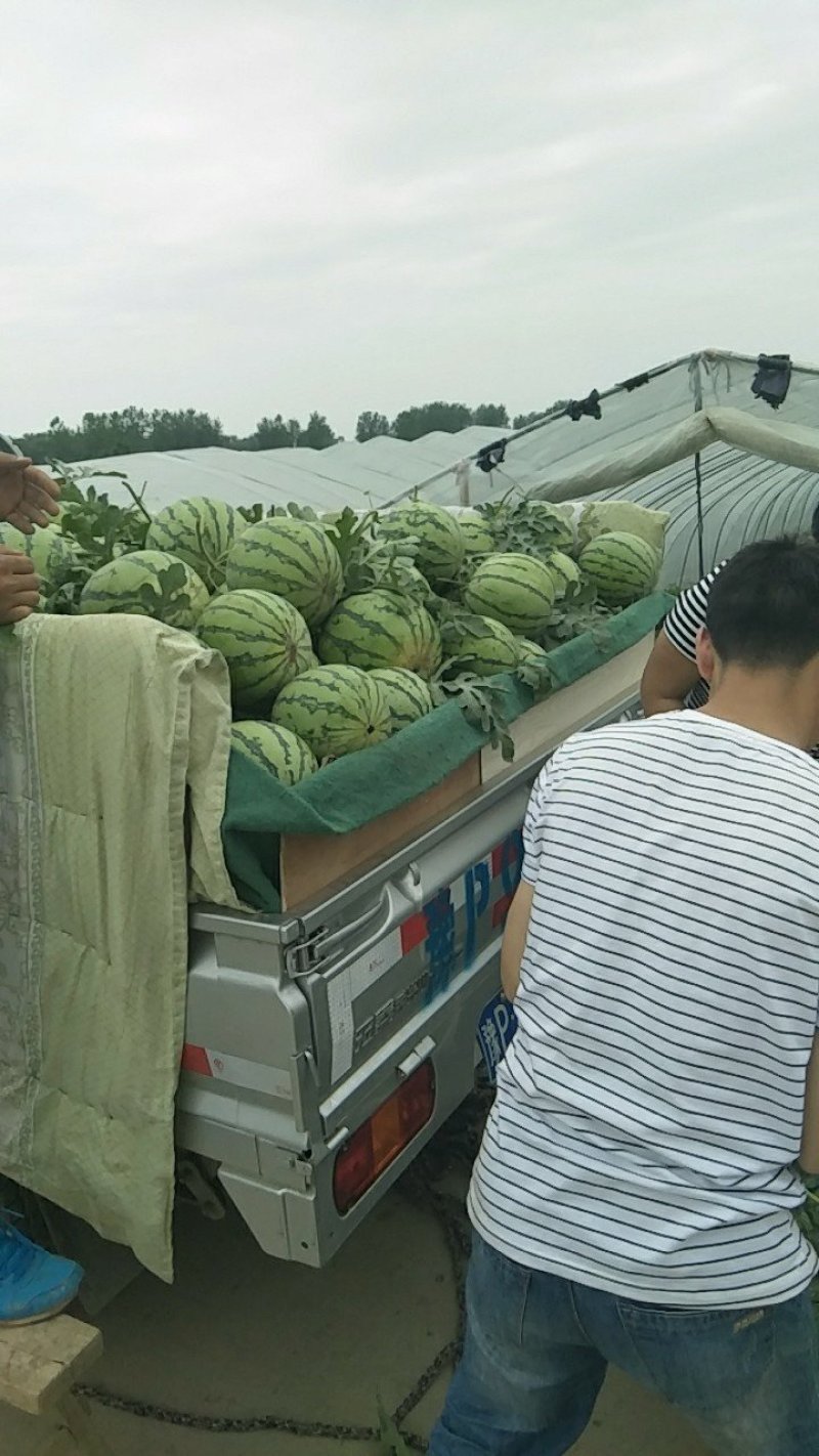 万亩优质大棚精品美都西瓜，，支持视频和产地看货，