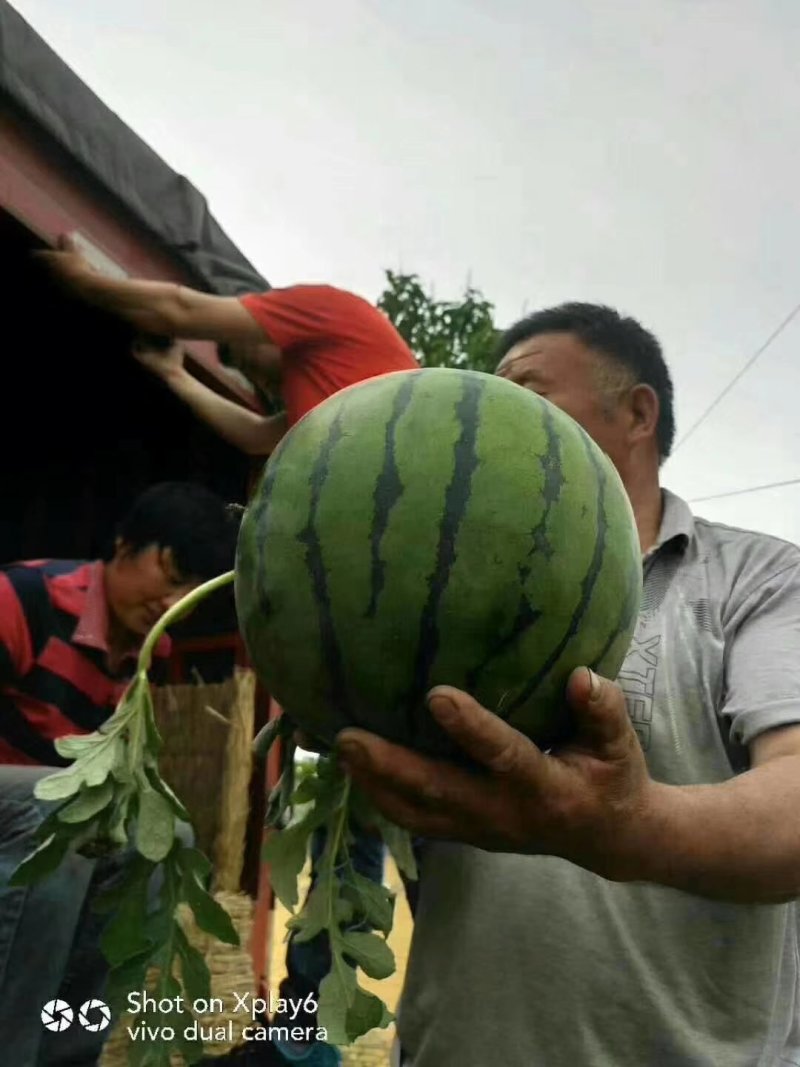 河南京欣西瓜头茬西瓜包熟包甜适合走批发