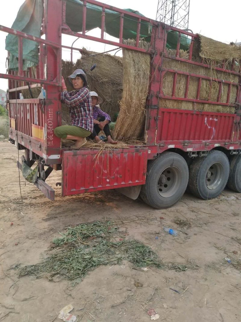 河南京欣西瓜头茬西瓜包熟包甜适合走批发